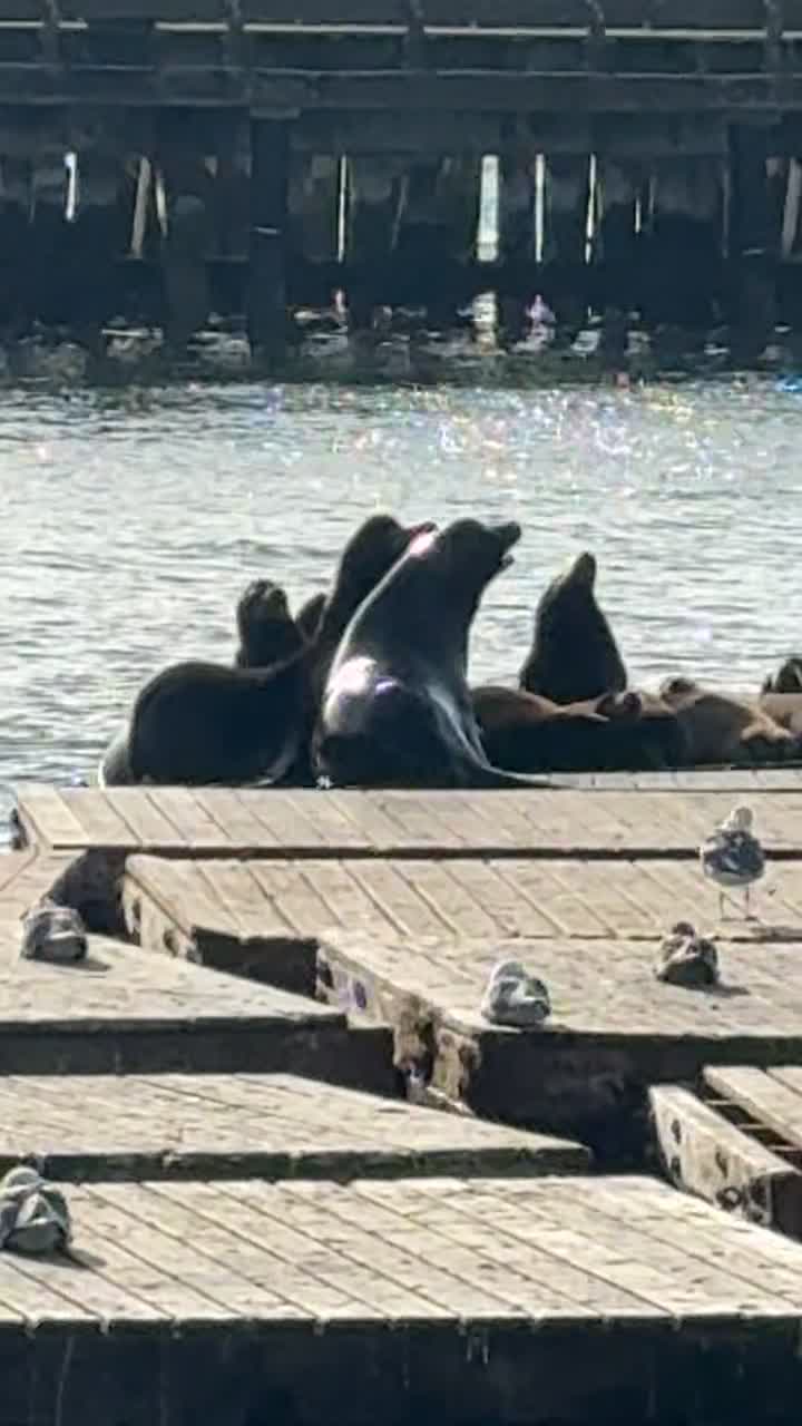 Sea Lion Cafe