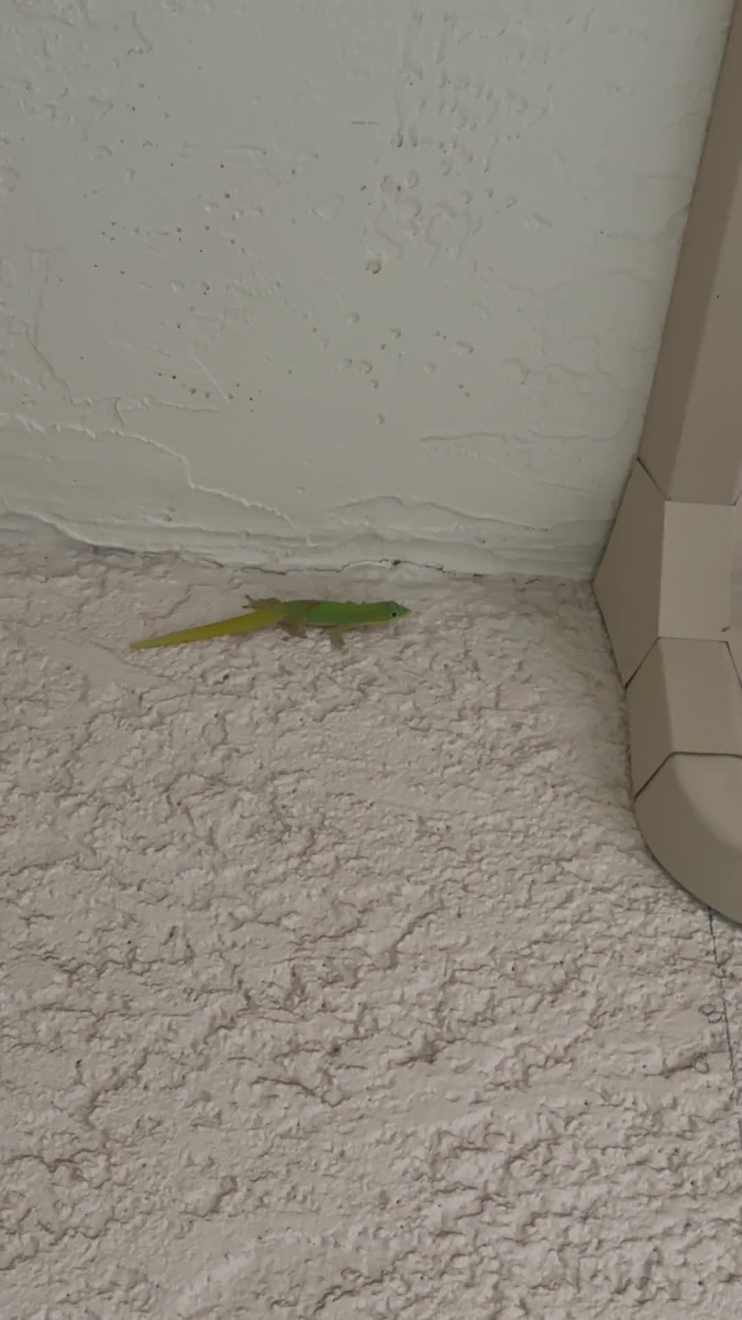 Video review of Mauna Kea Beach Hotel, Autograph Collection