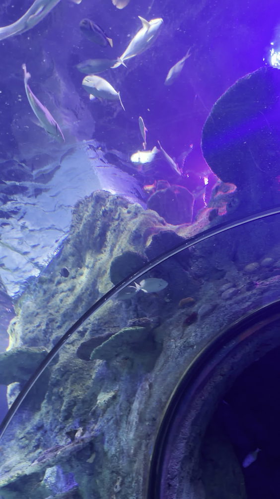 SEA LIFE San Antonio
