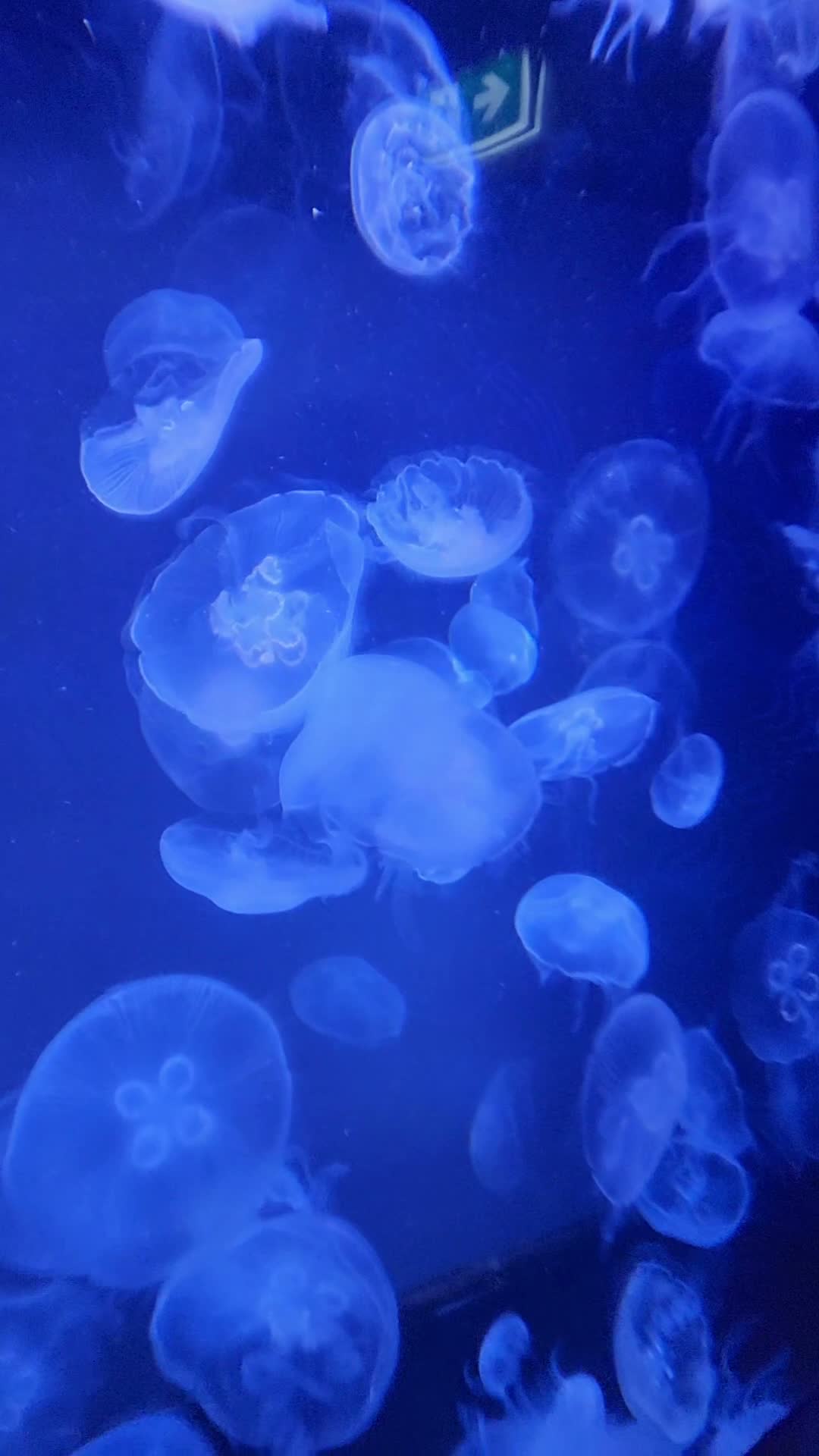 Video review of Waikiki Aquarium
