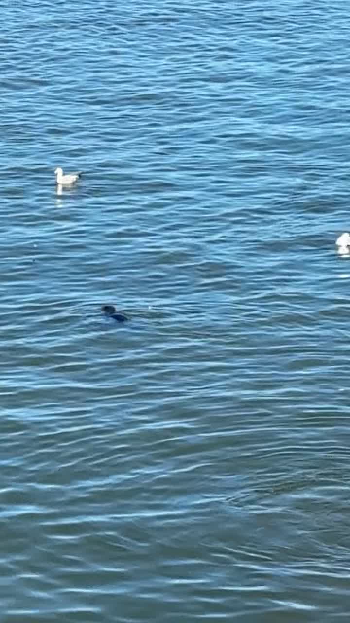 Video review of Santa Cruz Main Beach