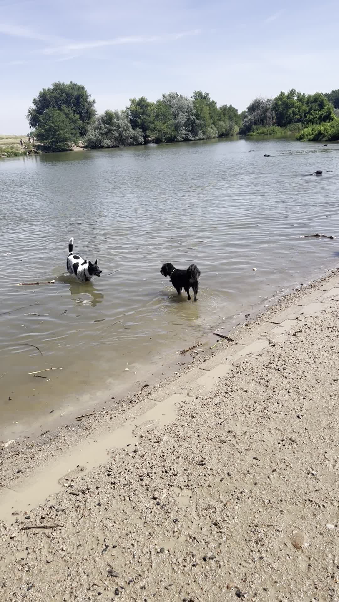 Dog Park @ Chatfield Park