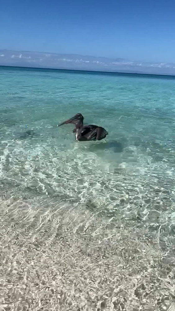 Laughing bird caye