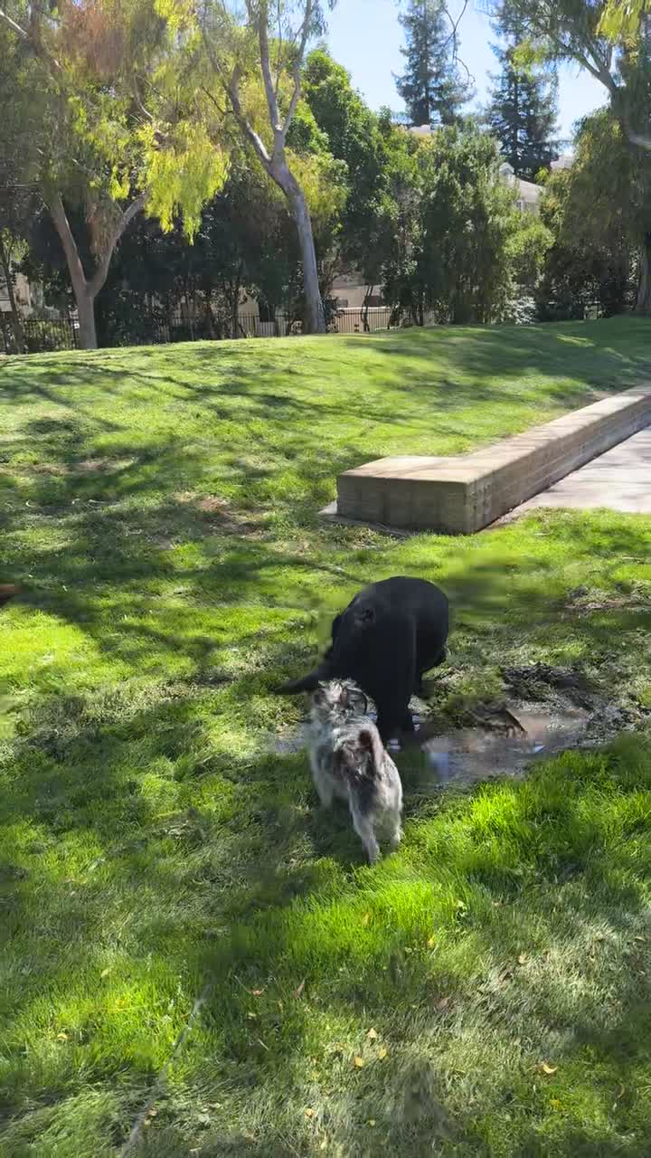 Lick Mill Park