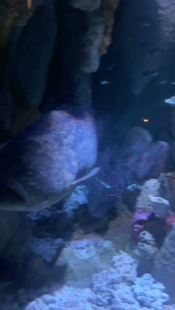 New England Aquarium