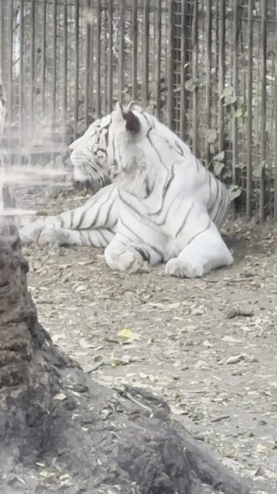 Zoológico de Chapultepec