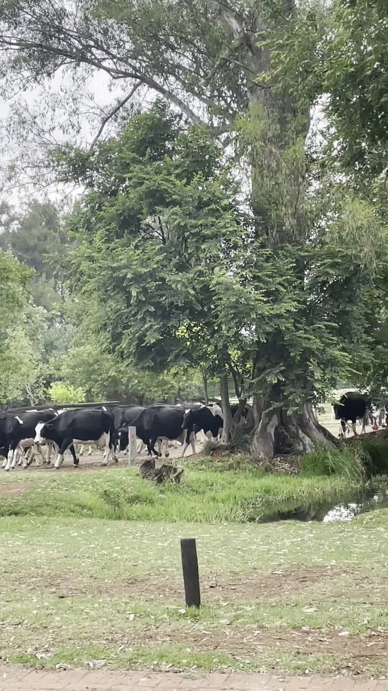 Irene Dairy Farm