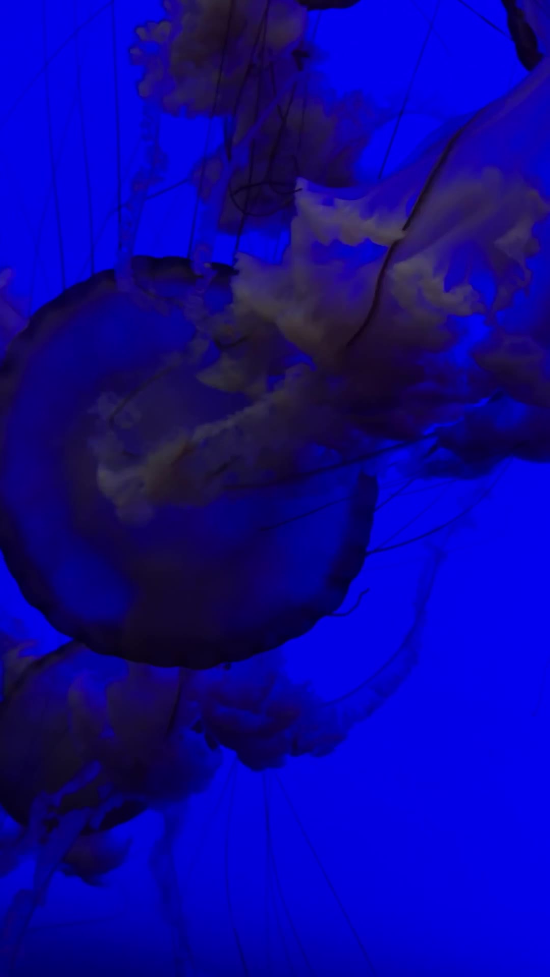 Ody Sea Aquarium