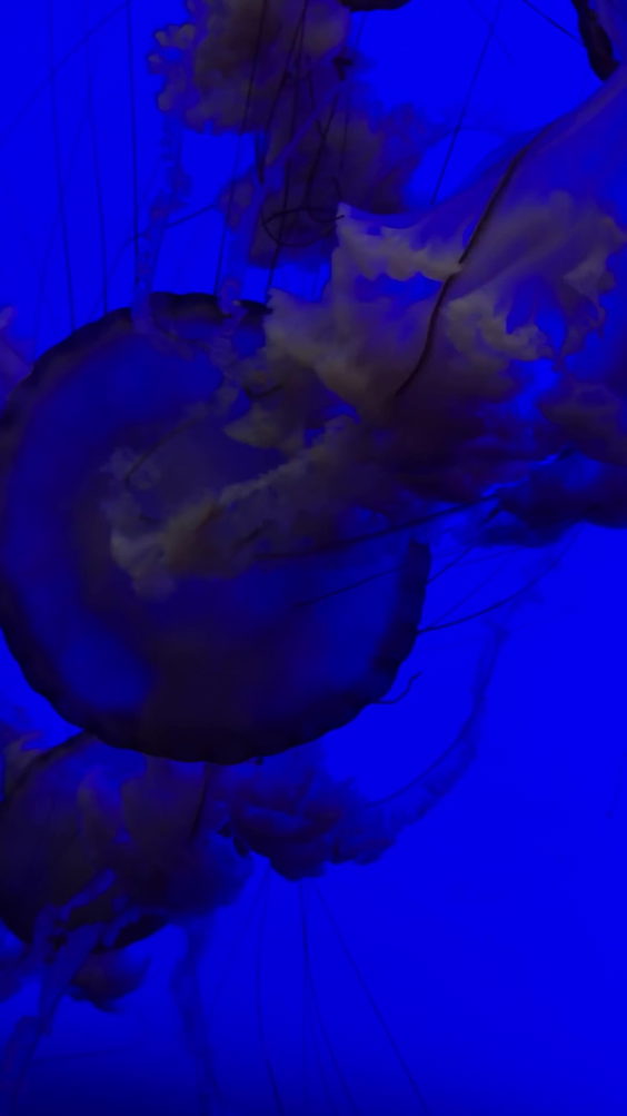 Ody Sea Aquarium