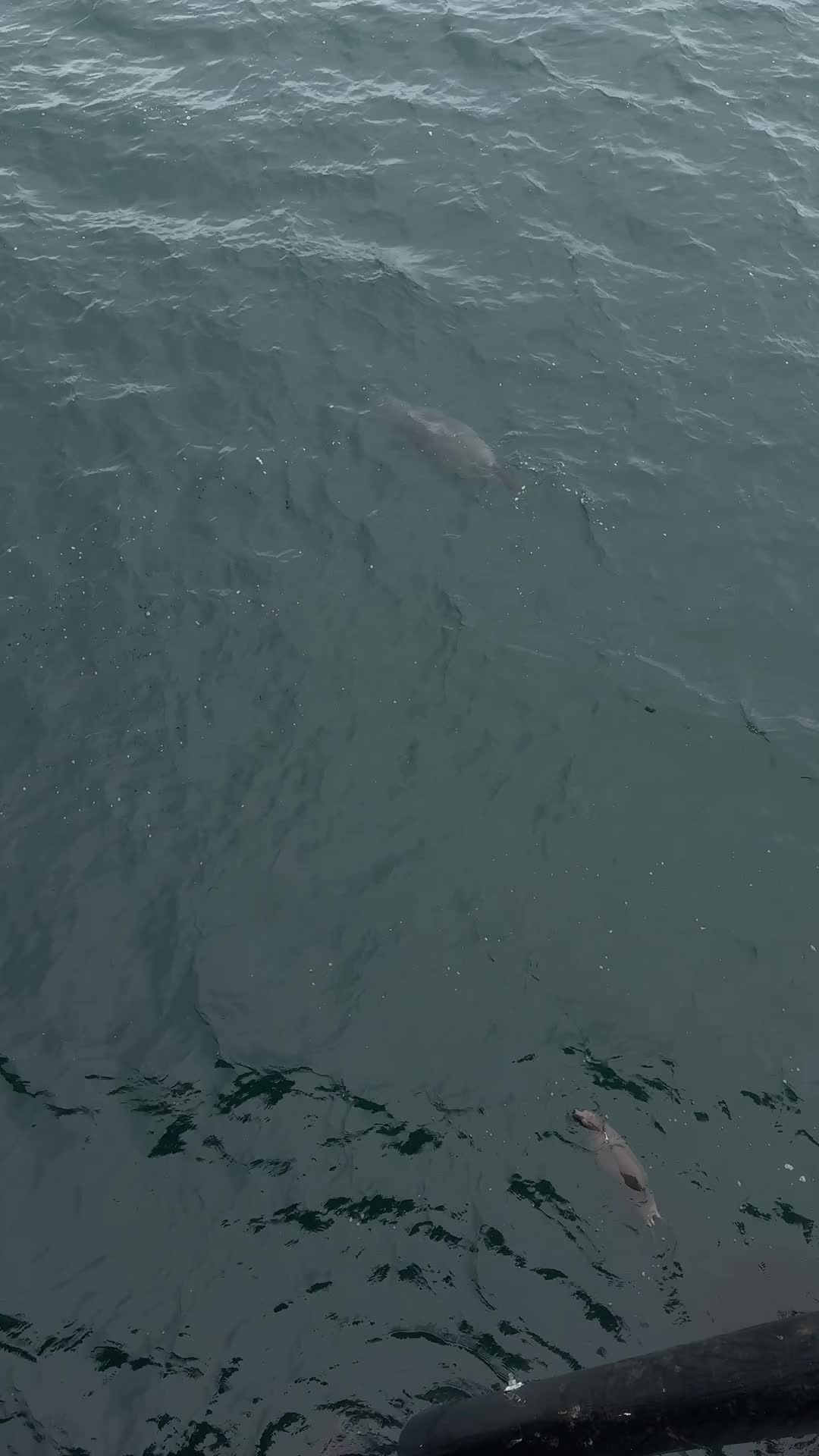 Sea Lions (on Santa Cruz Wharf)