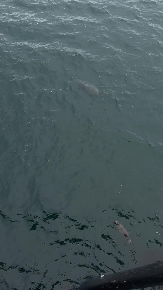 Sea Lions (on Santa Cruz Wharf)