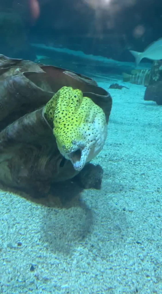 Downtown Aquarium