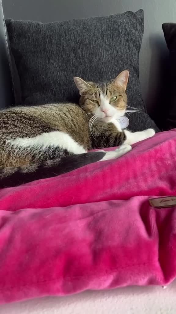 Happy Cat Cafe
