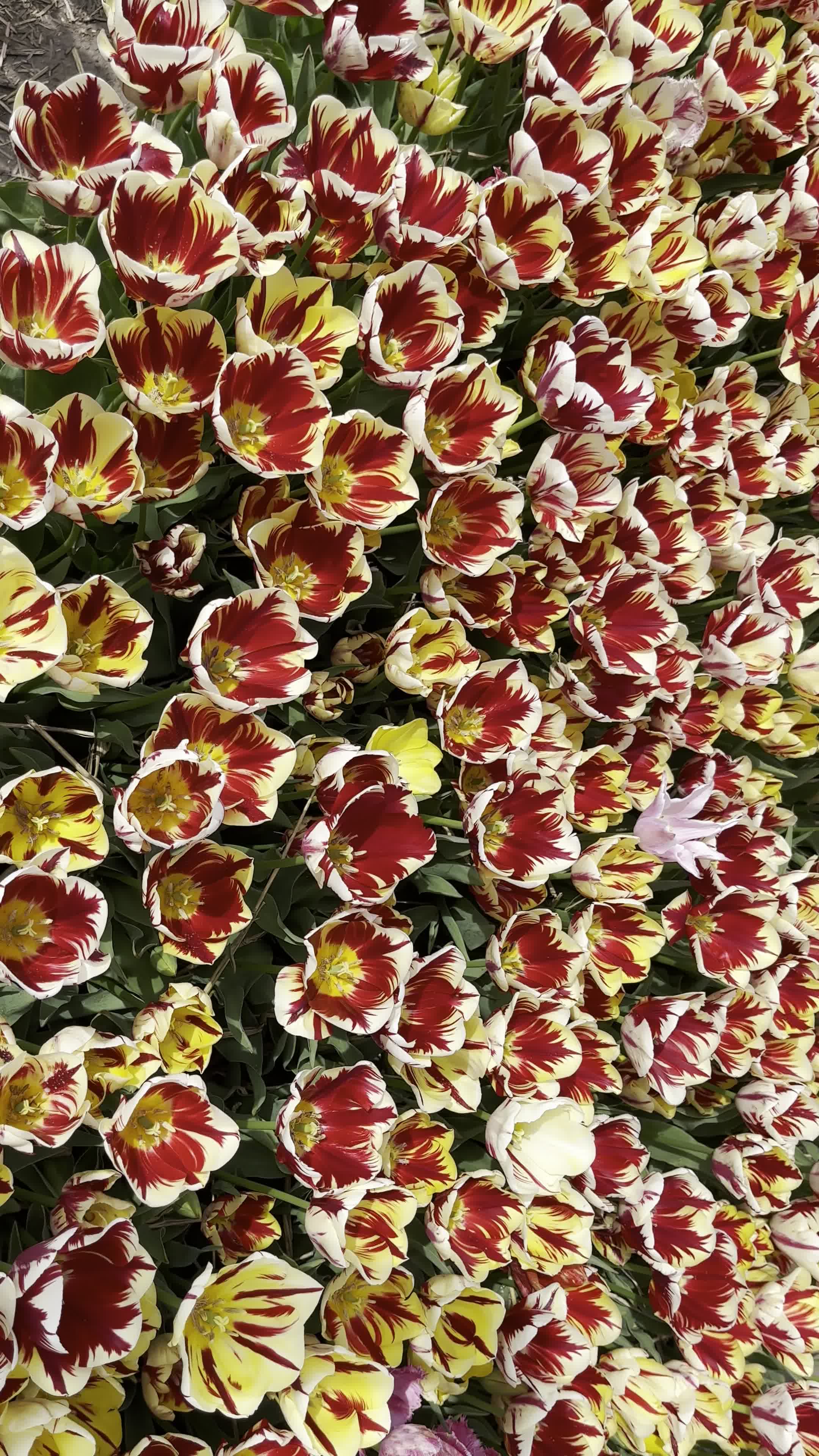 Keukenhof