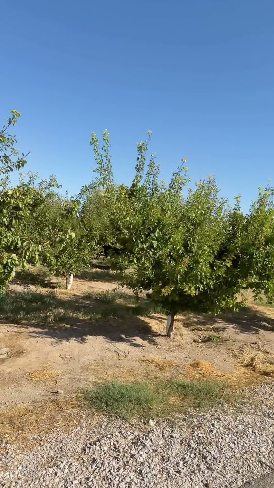 Gilcrease Orchard