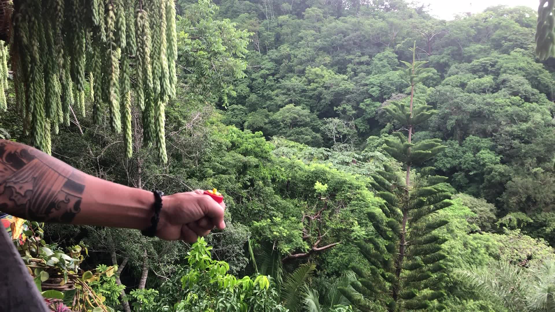 Vallarta Botanical Gardens (Jardín Botánico Vallarta)