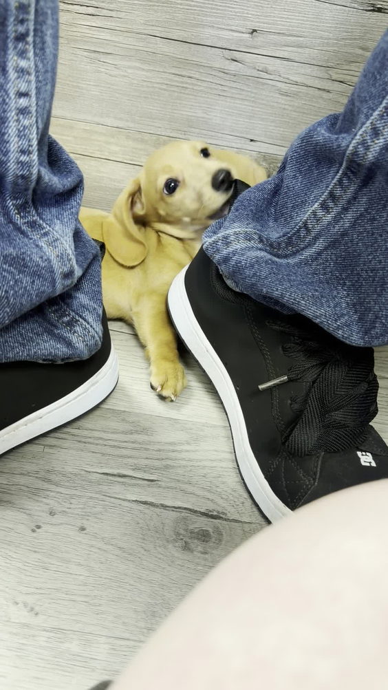 Petland Janesville