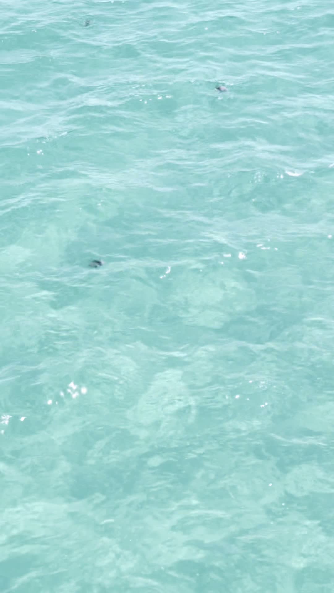 Video review of Oceanic