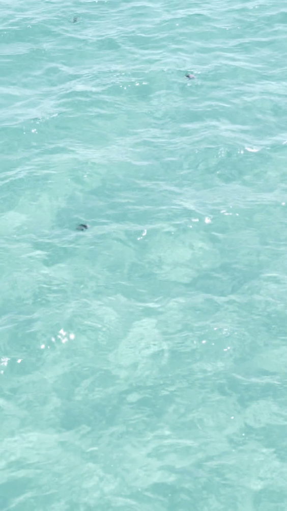 Oceanic