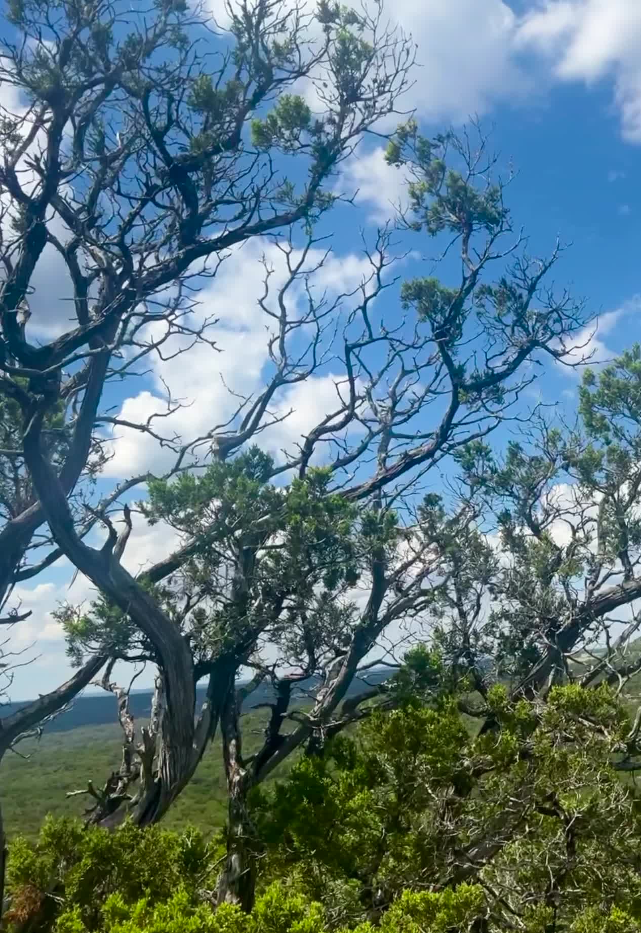 Old Baldy Park