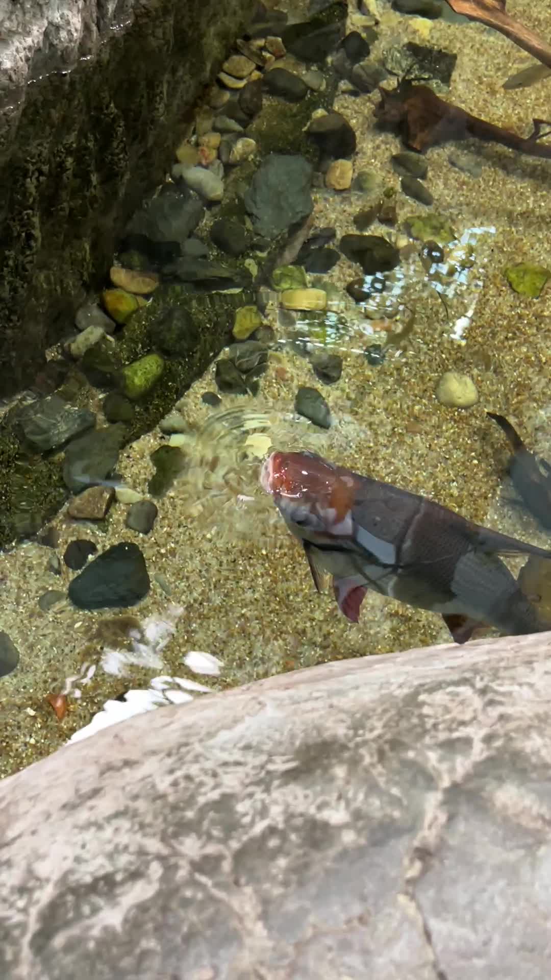 Living Planet Aquarium