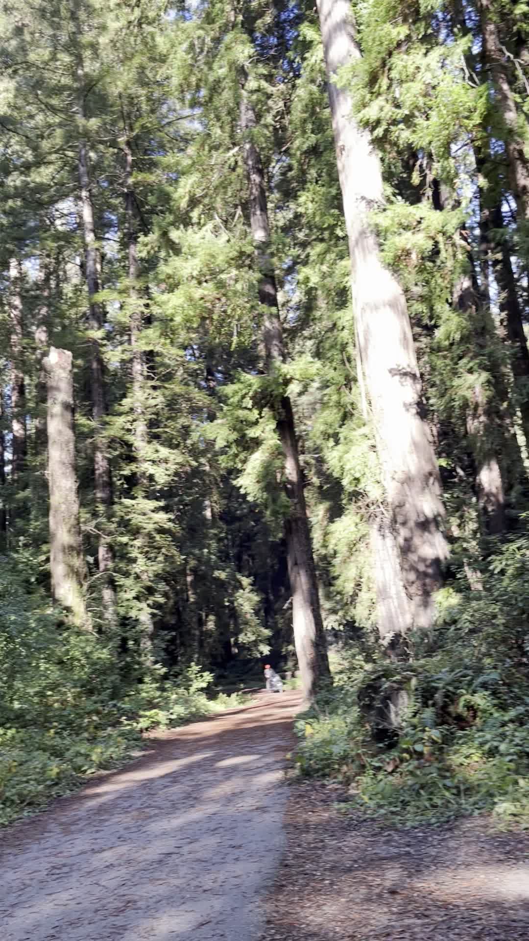 Henry Cowell Redwoods State Park