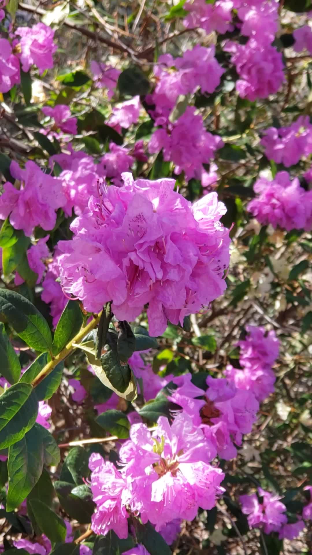 Jenkins Arboretum & Gardens