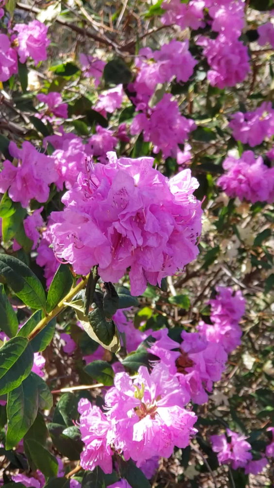Jenkins Arboretum & Gardens
