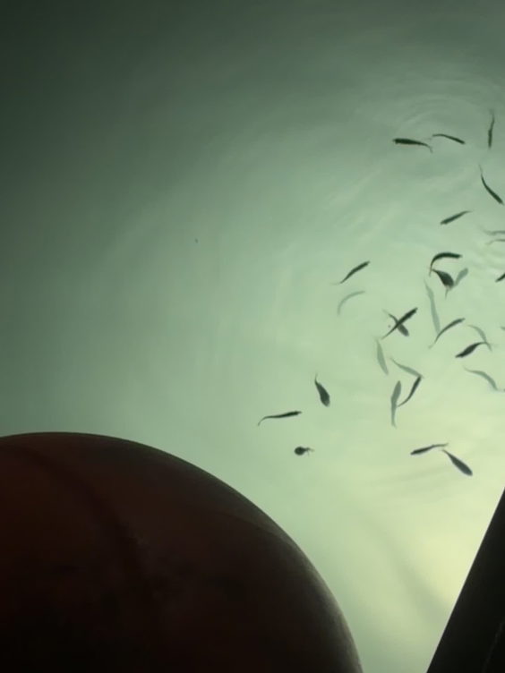 Fish Tales