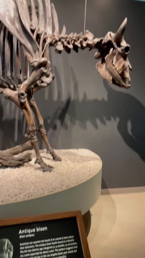 La Brea Tar Pits and Museum