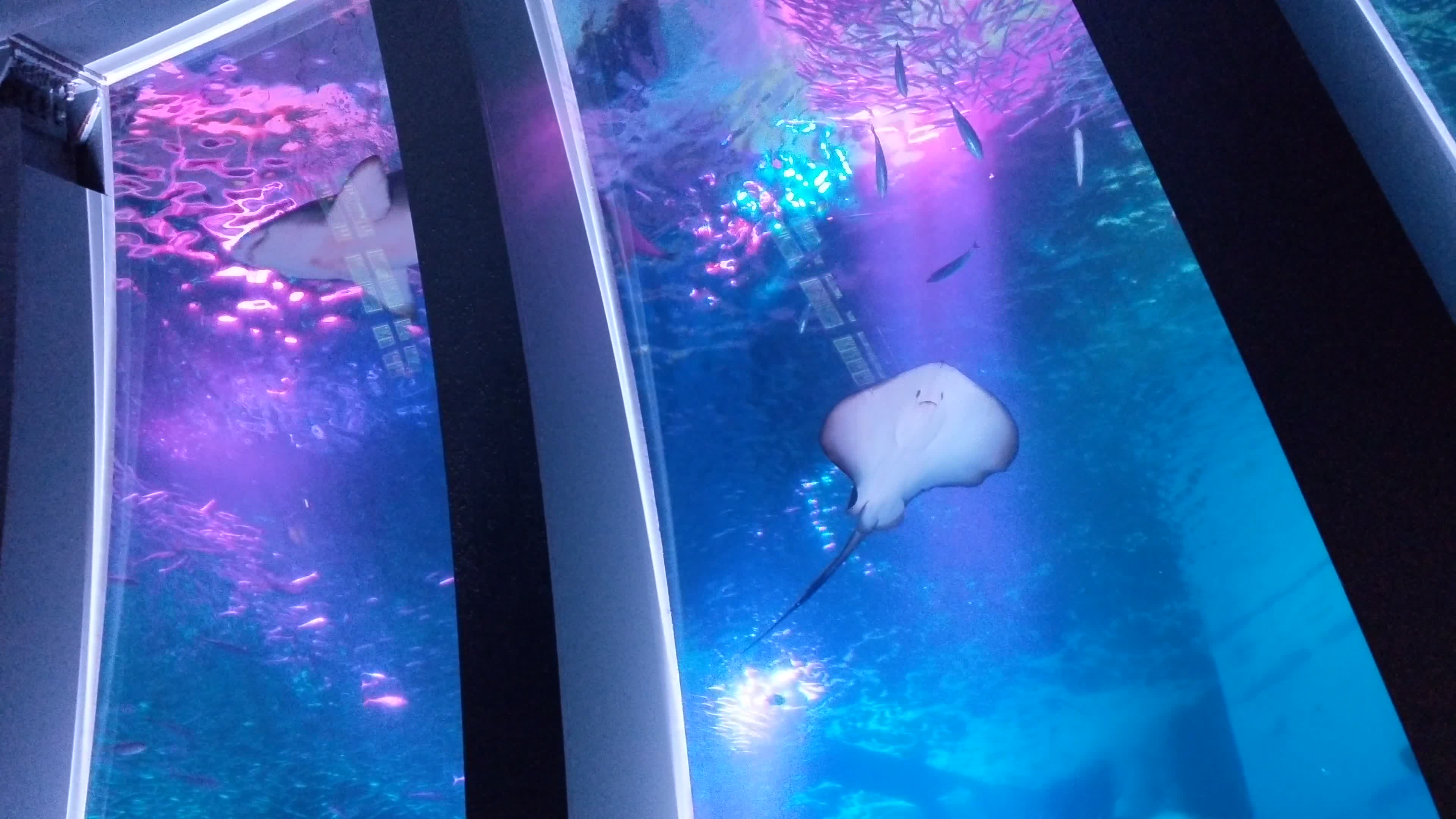 Yokohama Hakkeijima Sea Paradise (横浜・八景島シーパラダイス)