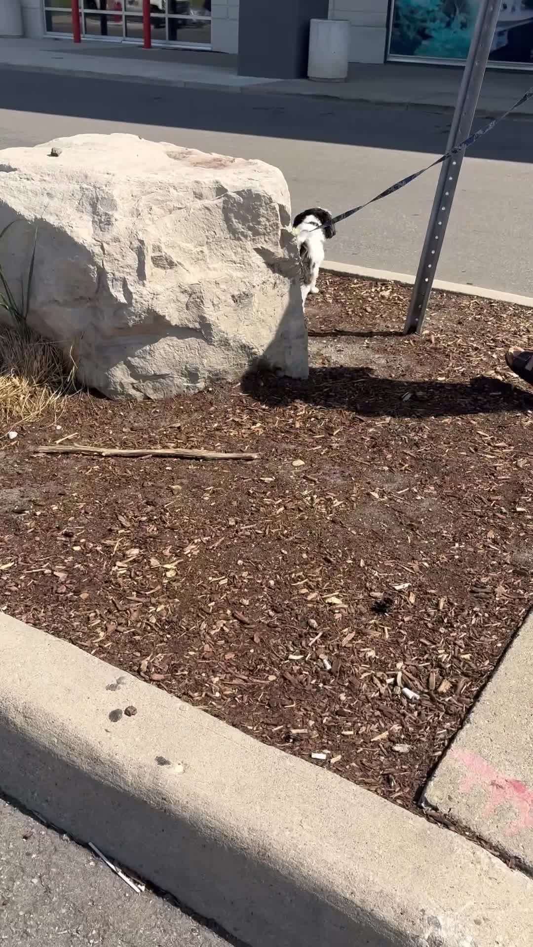Pet smart