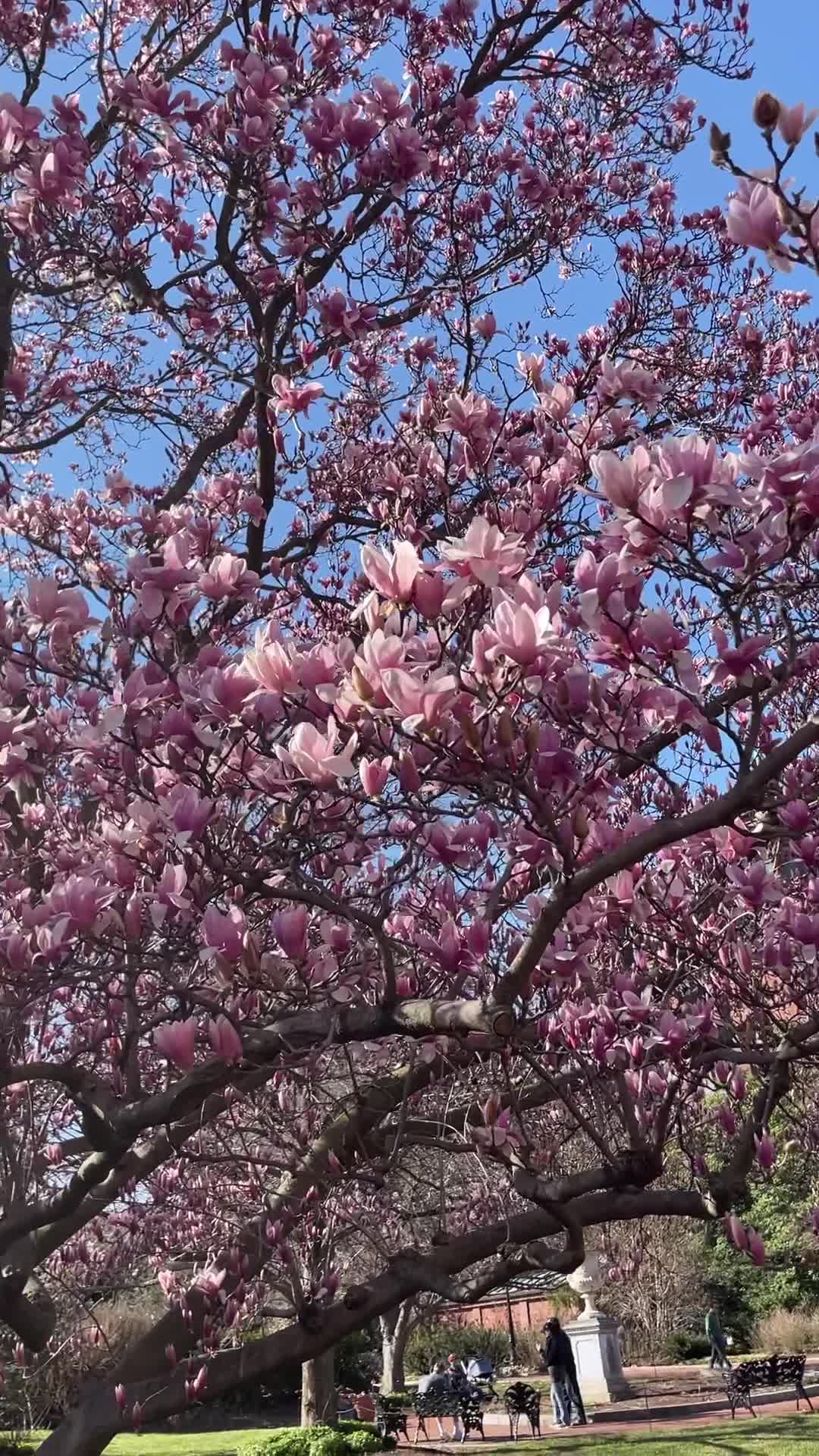 Video review of Enid A. Haupt Garden