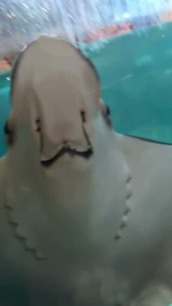 Ripley's Aquarium of the Smokies
