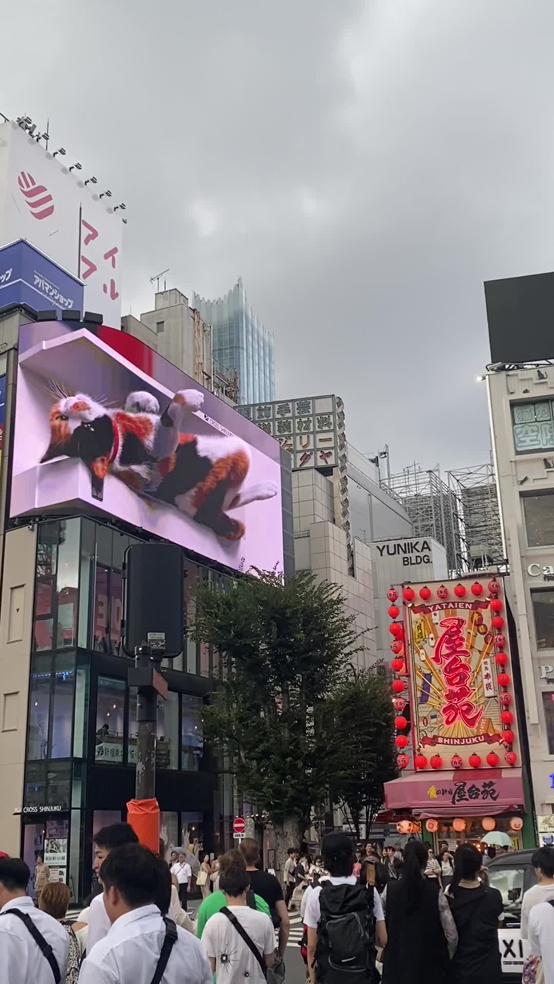 Cat Cafe Calico (猫カフェ きゃりこ)