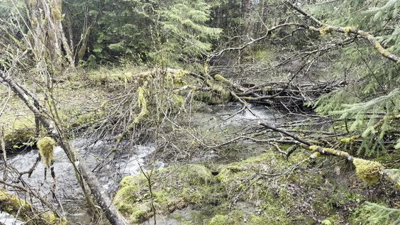Steep Creek