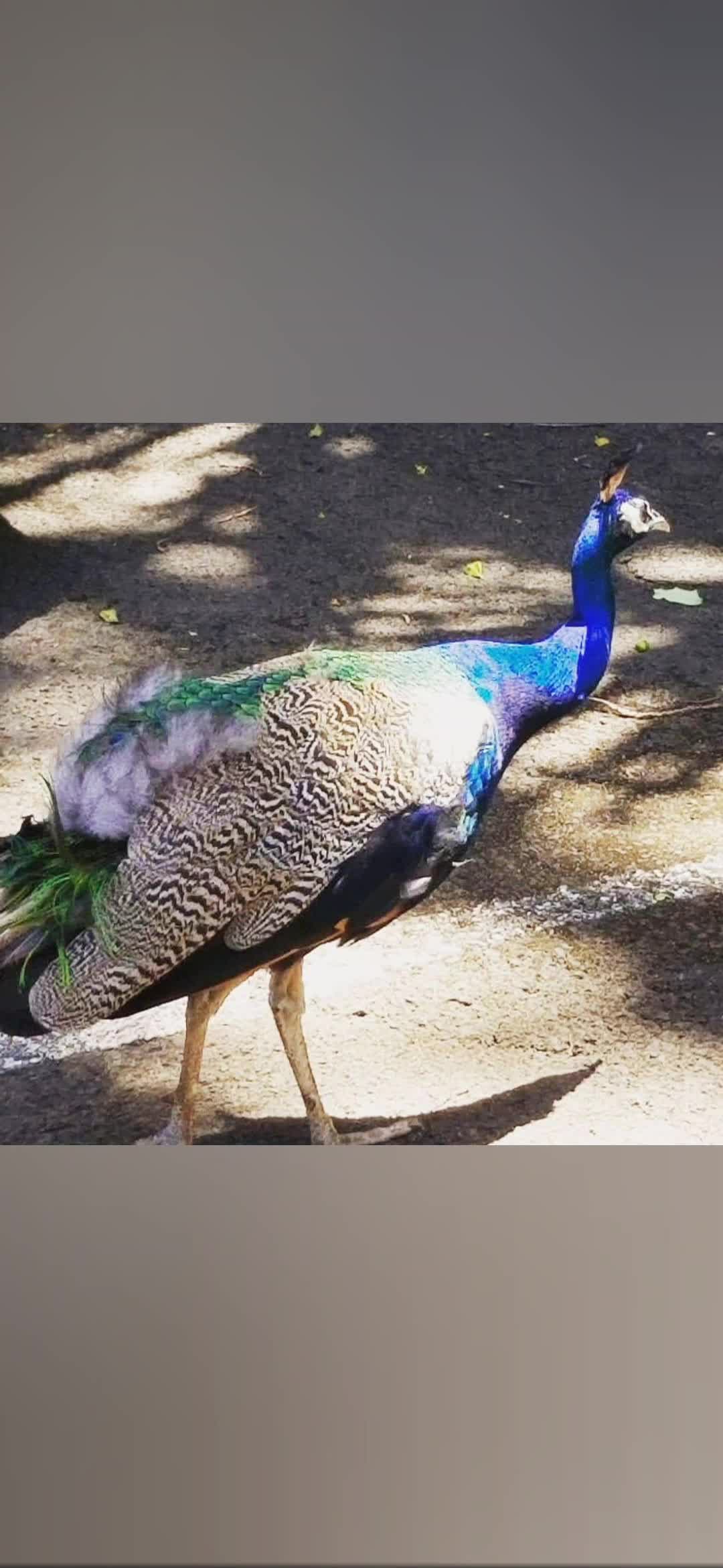 Khankham Thai food truck