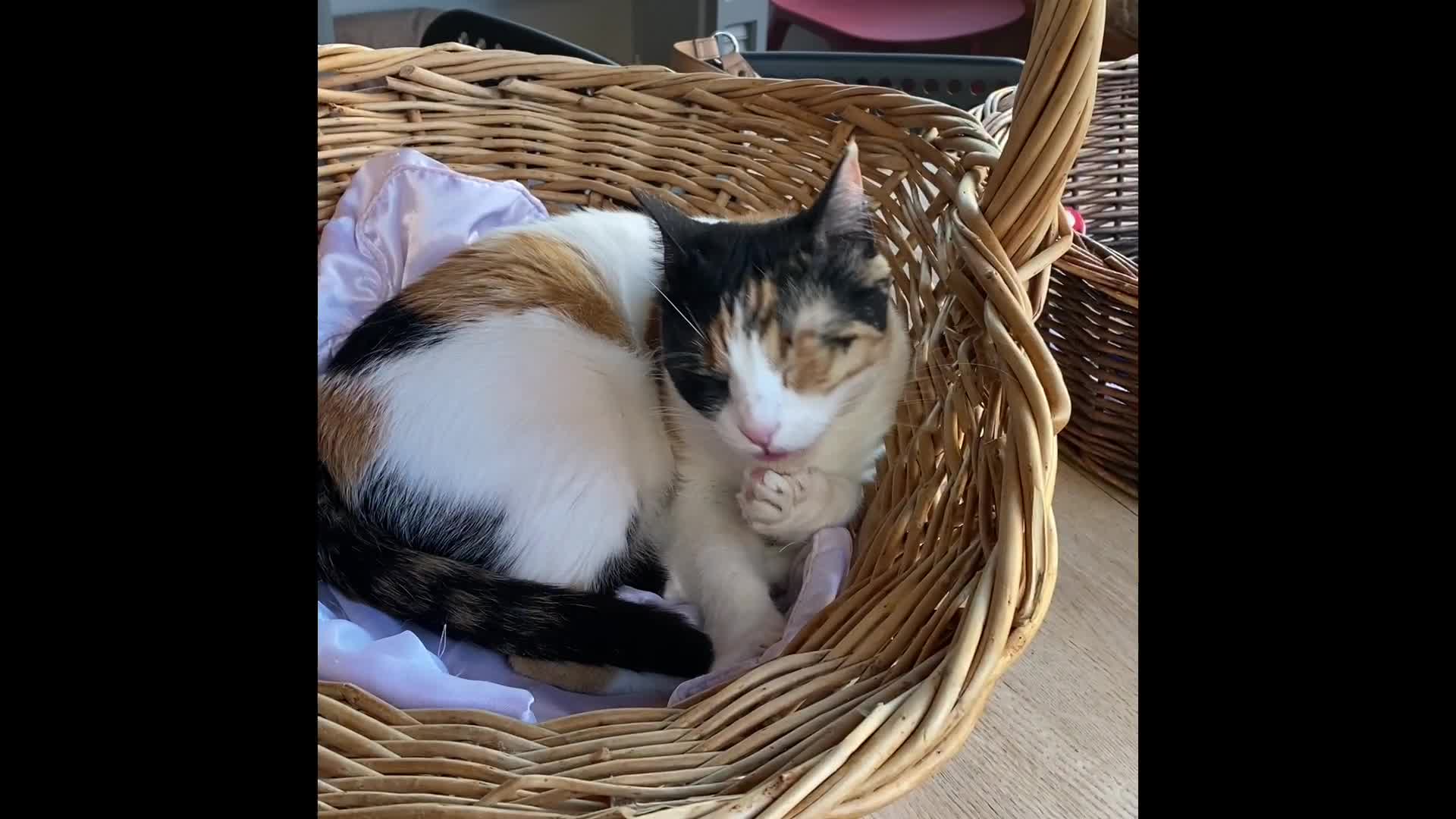 Sip & Purr Cat Cafe