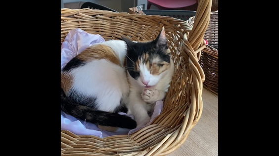 Sip & Purr Cat Cafe