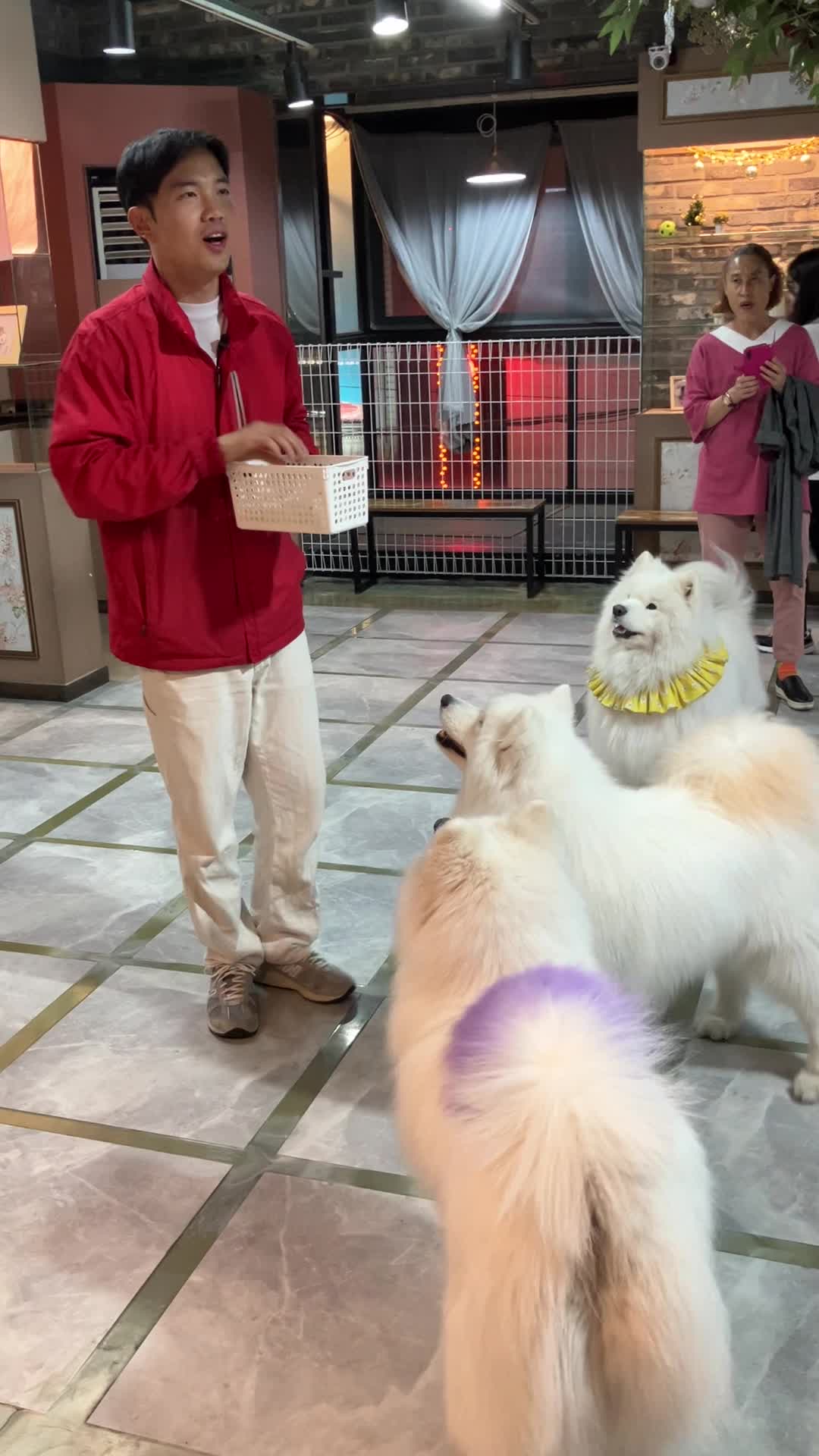 Samoyed Cafe (겨울이머무는집)