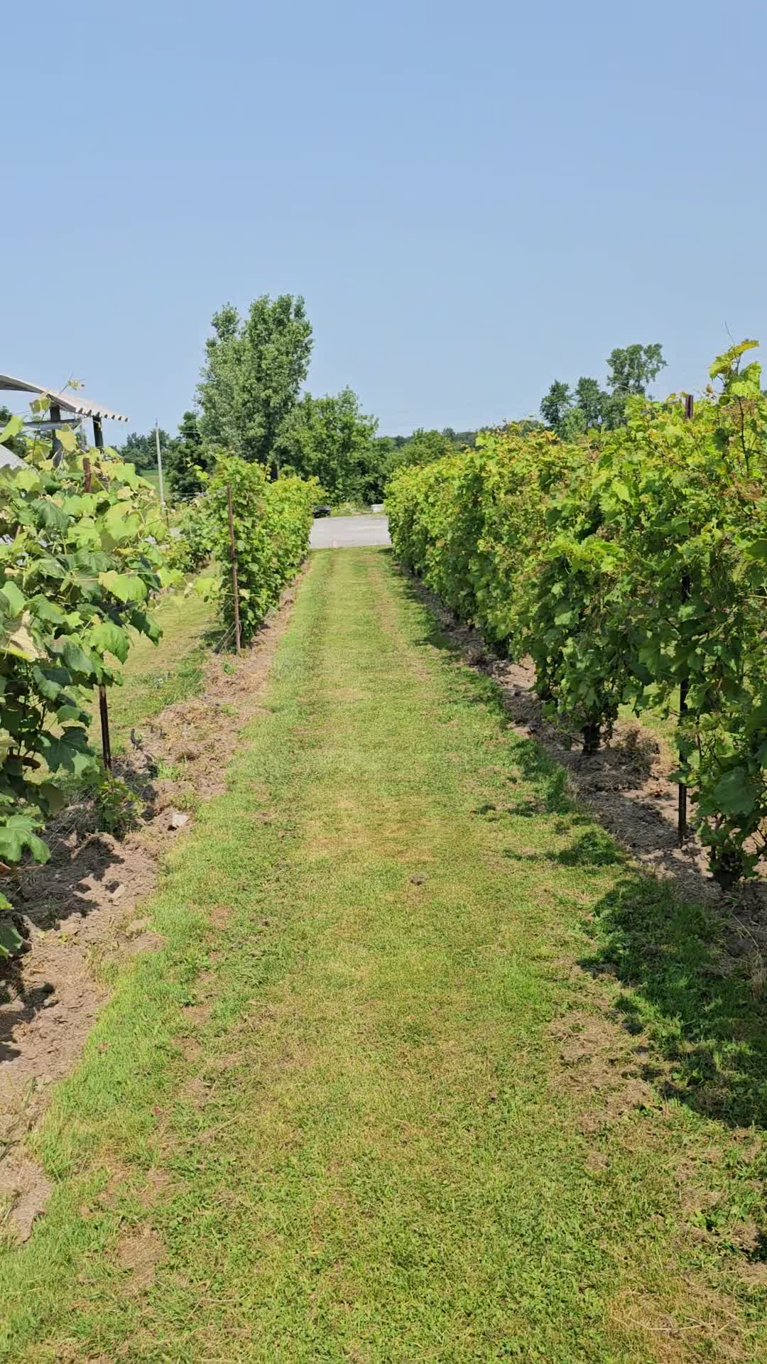 Black Prince Winery