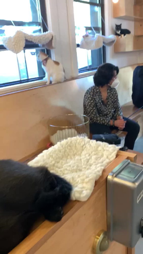Neko - A Cat Cafe