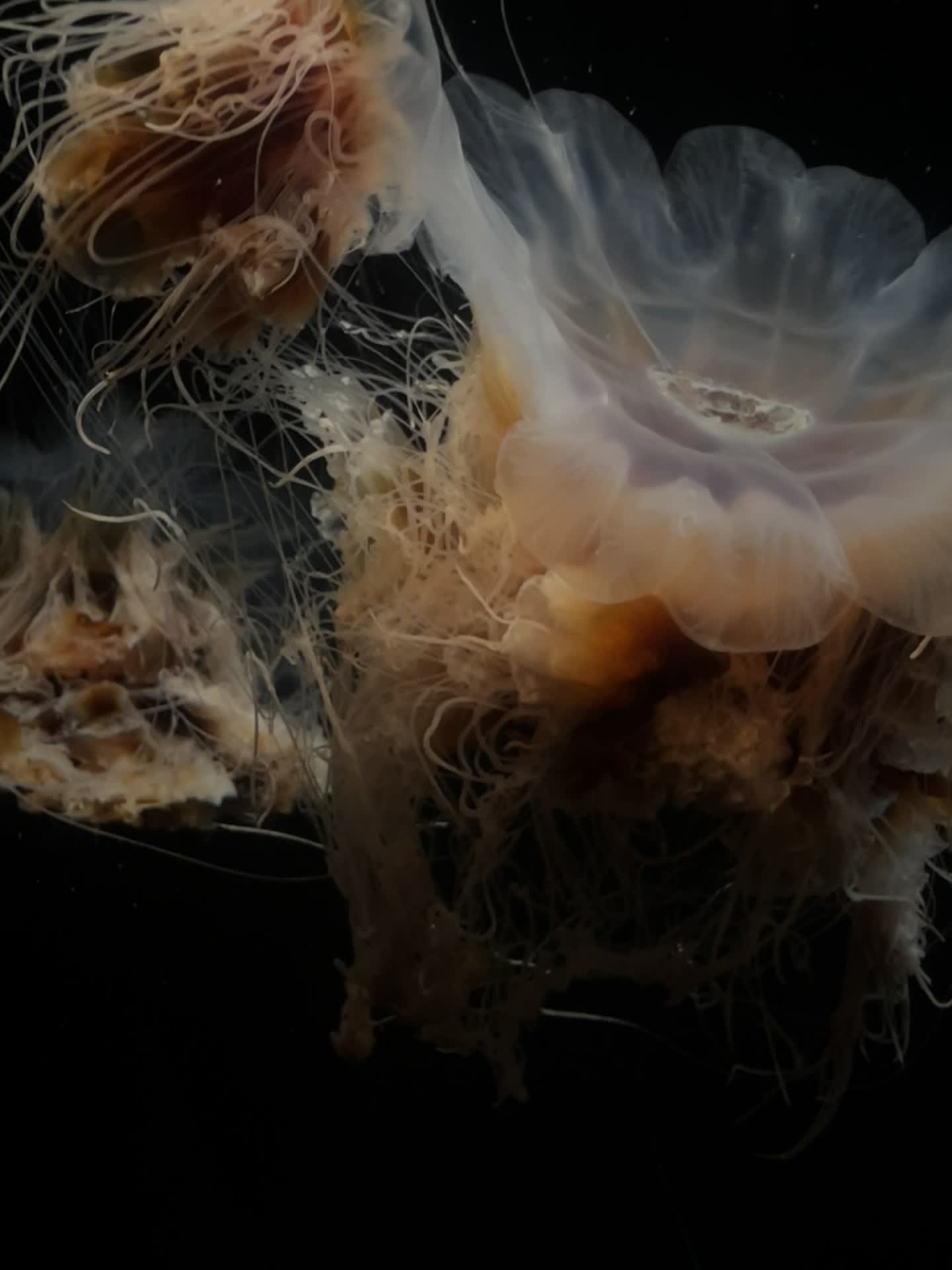 Video review of Aquarium of the Pacific