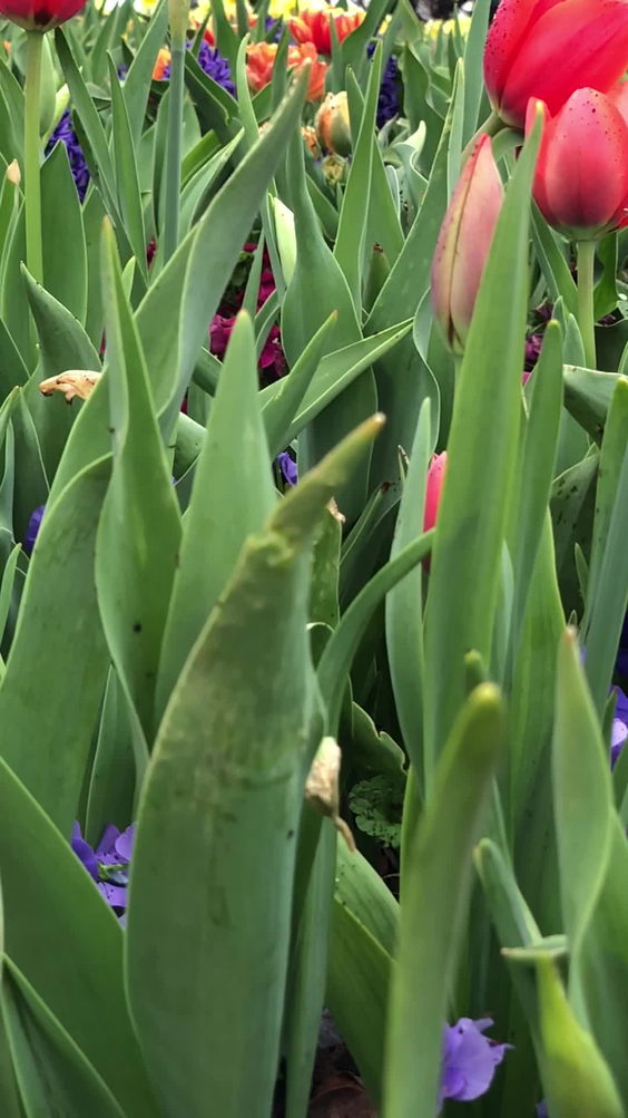 Dallas Arboretum and Botanical Garden