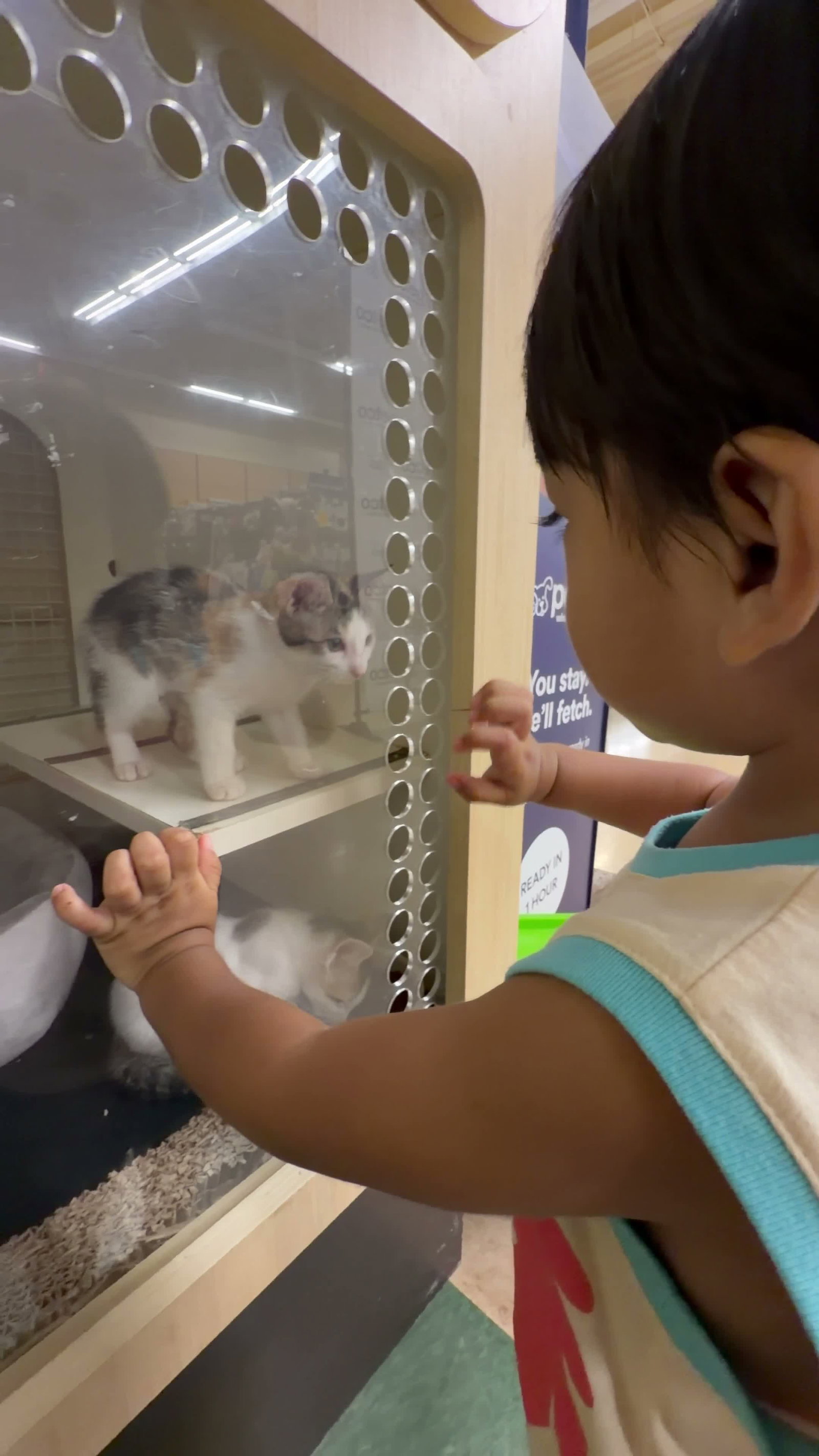 Video review of Petco