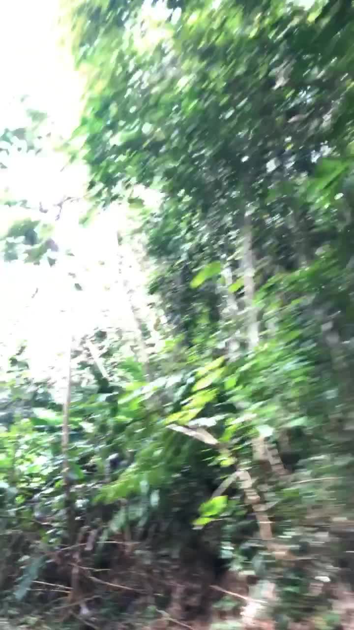 El Yunque National Forest