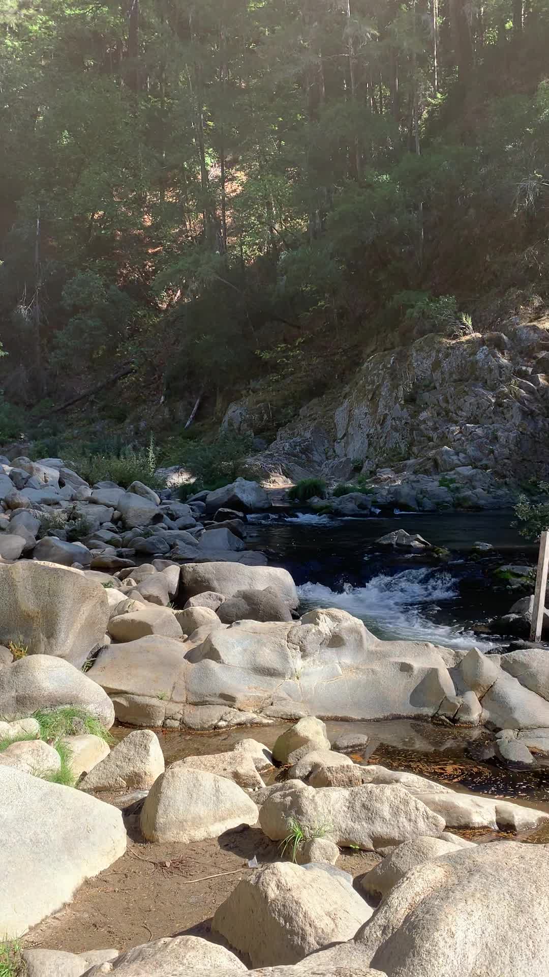 Henry Cowell Redwoods State Park