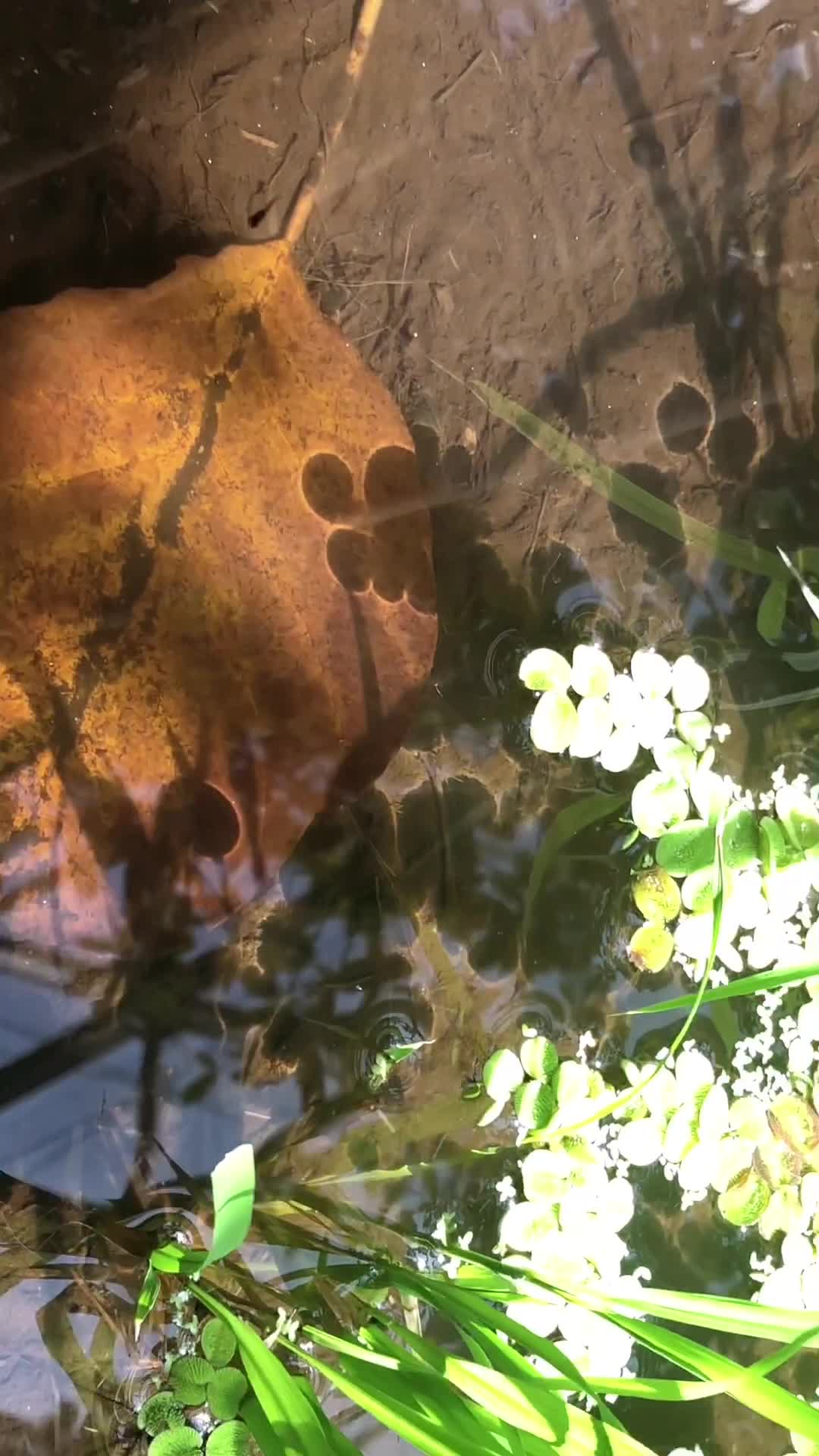 Video review of Missouri Botanical Garden