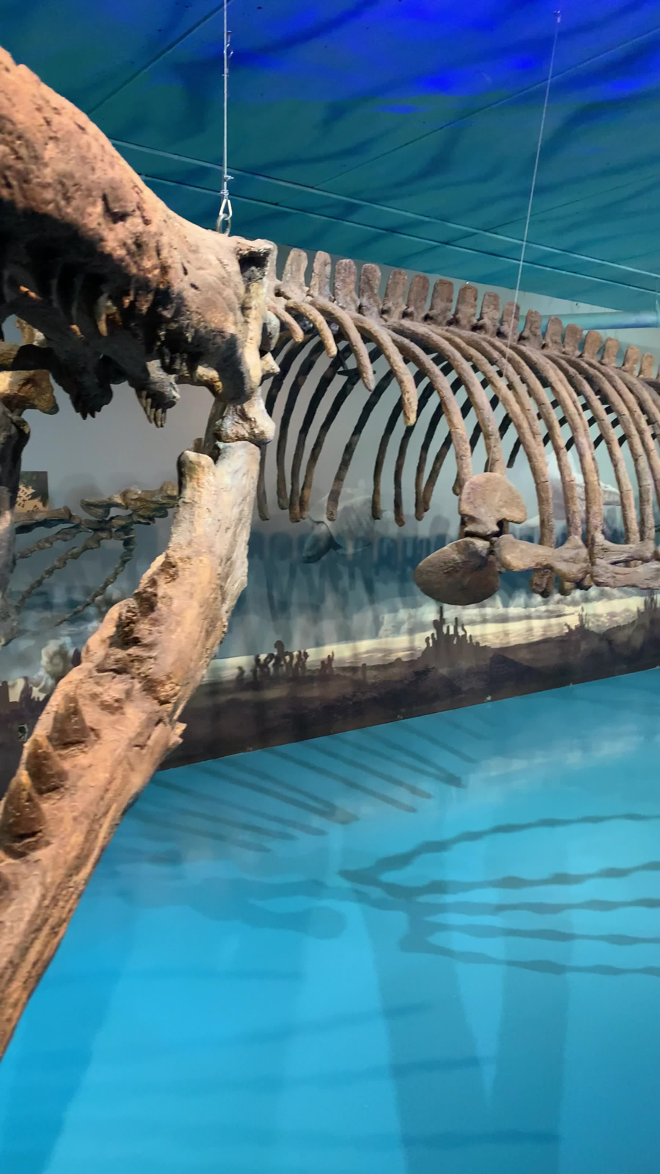 Canadian Fossil Discovery Centre