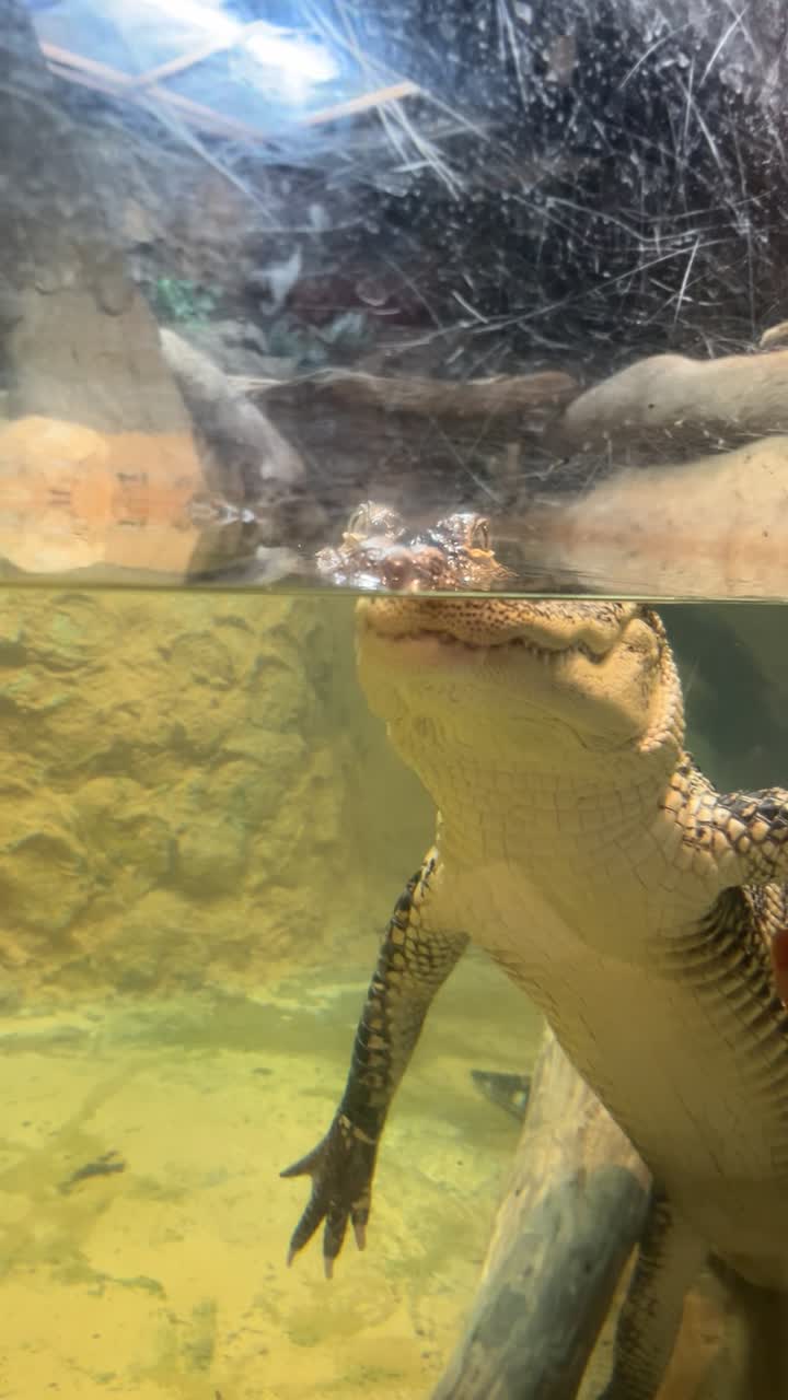 Jaguar Jungle